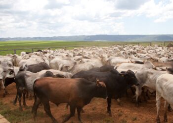 Web-rádio: IMA reforça importância das notificações de suspeitas de doenças nos rebanhos do Estado