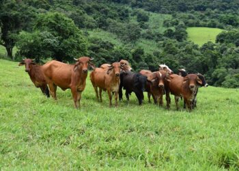 Minas Gerais anuncia suspenção da vacinação contra a febre aftosa em 2023
