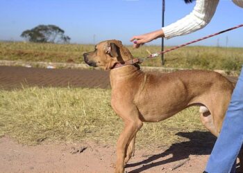 Após 48 anos de espera, projeto do novo estatuto do servidor municipal é aprovado