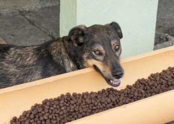Dicas para reduzir o impacto do frio na saúde dos idosos