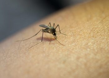 Bambuí está com baixo risco de infestação pelo Aedes aegypti