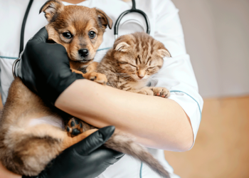 Vigilância Ambiental em Araxá realiza repescagem da Campanha de Vacinação Antirrábica Animal até sexta