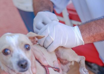Campanha de Vacinação Antirrábica em Araxá acontece na zona urbana de 12 a 17 de setembro