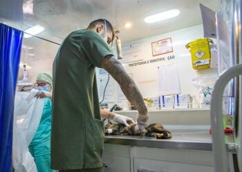 Araxá vai castrar mais 1.700 cães e gatos em projeto de Castração