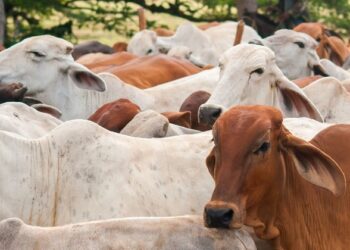 Vacinação contra a febre aftosa começa nessa terça-feira em Minas Gerais