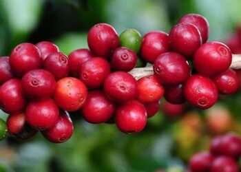 Exportações do agro mineiro batem novo recorde e passam de 11 bilhões de dólares