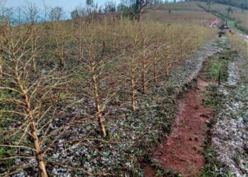 Chuvas de granizo em novembro já atingiram 51 mil hectares de lavouras em Minas Gerais