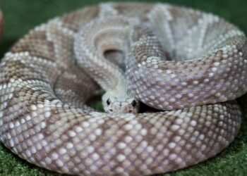 Período de chuvas aumenta os riscos de acidentes com animais peçonhentos