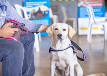 Mais de 6.700 castrações de cães e gatos realizadas em Araxá em menos de 2 anos