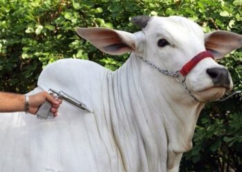 Web-rádio: Vacinação contra febre aftosa segue até 30 de dezembro em Minas Gerais