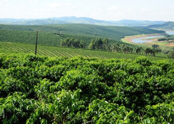 Safra mineira de café deve alcançar 27,5 milhões de sacas em 2023