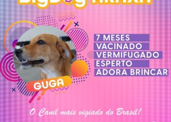 Big Dog Araxá: confira os cães que estão para adoção nesta semana em Araxá