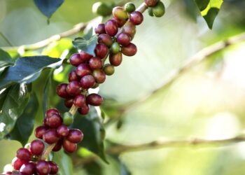 Web-rádio: Exportações do agronegócio mineiro alcançam US$ 15,3 bilhões em 2022 e atingem novo recorde