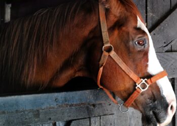 Patos de Minas realiza bloqueio contra raiva após caso positivo em equino