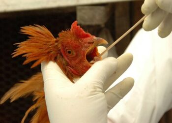 Web-rádio: Instituto Mineiro de Agropecuária alerta sobre prevenção da influenza aviária