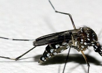 Pesquisa revela nível de infestação do Aedes aegypti em Minas Gerais e alerta para riscos