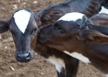 Vacinação contra brucelose supera meta e alcança índice inédito de cobertura em Minas