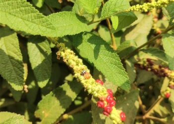 Associação entre fungos e café propicia plantas maiores e mais resistentes a pragas