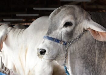 Web-rádio: Campanha de atualização de rebanhos tem início no dia 15 de maio em Minas Gerais