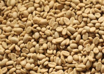 Epamig inicia comercialização de sementes de café da safra 2022/2023