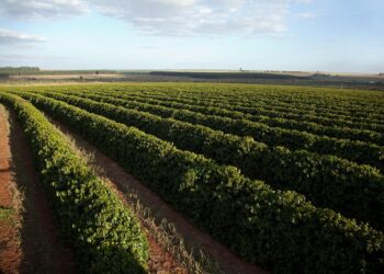 Região do Cerrado Mineiro sedia abertura da safra mineira de café
