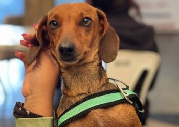 Abertas as inscrições para participação de municípios no Programa Estadual de Resgate de Animais Domésticos