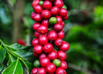 Valor Bruto da Produção Agropecuária mineira deve alcançar recorde de R$ 131,1 bilhões em 2023