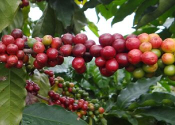 Exportações do agronegócio mineiro alcançam US$ 5,8 bilhões no período de janeiro a maio