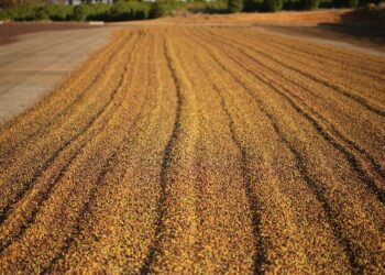 Região do Cerrado Mineiro marca presença na World of Coffee, na Grécia
