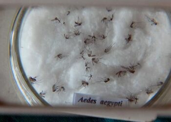 Nova vacina contra a dengue chega ao Brasil na próxima semana