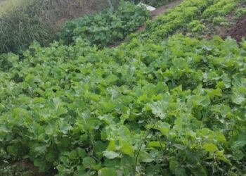 Minas Gerais vai receber R$ 9 milhões para Programa de Aquisição de Alimentos