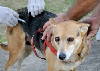 Começa a Campanha de Vacinação Antirrábica Animal na Zona Rural de Araxá