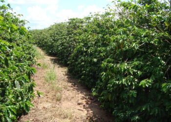 Em Patrocínio, Epamig recebe workshop sobre nematoides na cafeicultura do Cerrado