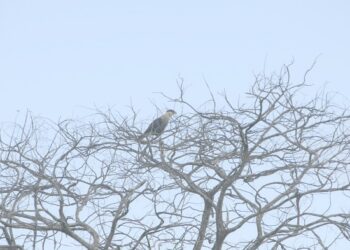 Ministério da Cultura e CBMM apresentam curta metragem “Preservadores no Brasil – Cerrado”