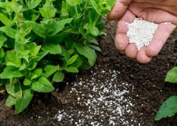 Projeto Fosfogesso estimula produção e desenvolvimento econômico em Araxá e inscrições seguem abertas