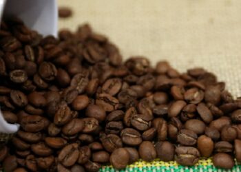 Web-rádio: BDMG libera crédito de R$ 60 milhões para o setor do café na Safra 2023/2024