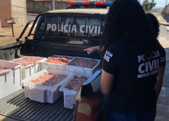 Operação Carne Fraca, da PCMG, apura furto e receptação de bovinos em Araxá