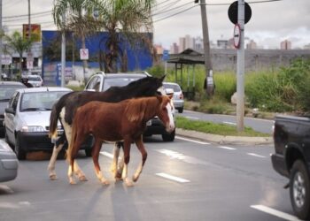 Sacramento vai iniciar a apreensão de animais de grande porte soltos na área urbana