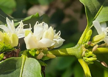 Emater-MG orienta produtores sobre ações para reduzir o impacto das mudanças climáticas