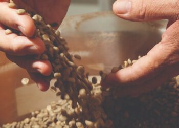 Recorde histórico: 11º Prêmio Região do Cerrado Mineiro recebe 500 Inscrições de cafés de excelência