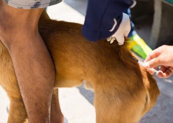 Araxá realiza repescagem da Campanha de Vacinação Antirrábica Animal a partir desta terça