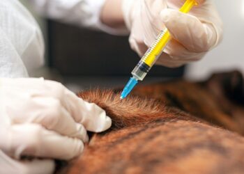 Araxá realiza aplicação da dose de reforço da Campanha de Vacinação Antirrábica Animal a partir desta quarta