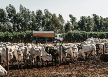 Performance produtiva da pecuária envolve nutrição animal
