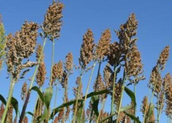 Produção mineira de sorgo cresce 84% e deve atingir 1,2 milhão de toneladas