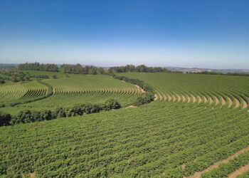 Campos Altos é a próxima região produtora de café em Minas Gerais a lançar ‘marca território’