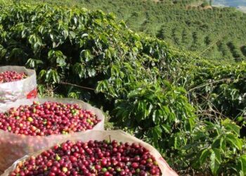 Compradores de oito países visitam Araxá para conhecer o café produzido na Região do Cerrado Mineiro