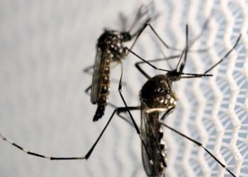 El Niño e altas temperaturas favorecem aumento de casos de dengue