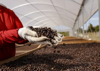 Região do Cerrado Mineiro realiza primeiro Leilão Virtual de Café de 29 de janeiro a 2 de fevereiro