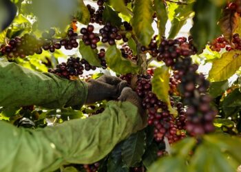 Com foco no mercado internacional, Região do Cerrado Mineiro realiza primeiro Leilão Virtual de Café