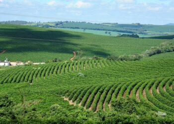 Exportações do agronegócio mineiro batem recorde de volume em 2023